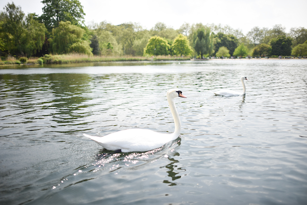 swans-in-hyde-park